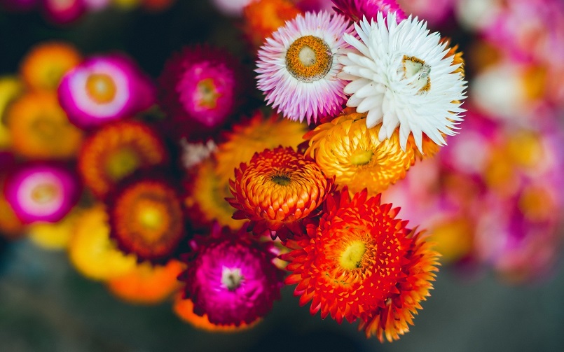 Top 10 địa điểm trồng hoa ở Đà Lạt đẹp ngây ngất cho hội sống ảo 17