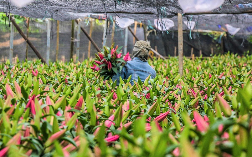 Top 10 địa điểm trồng hoa ở Đà Lạt đẹp ngây ngất cho hội sống ảo 14