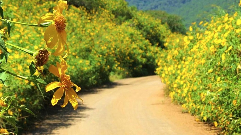 Top 10 địa điểm trồng hoa ở Đà Lạt đẹp ngây ngất cho hội sống ảo 12