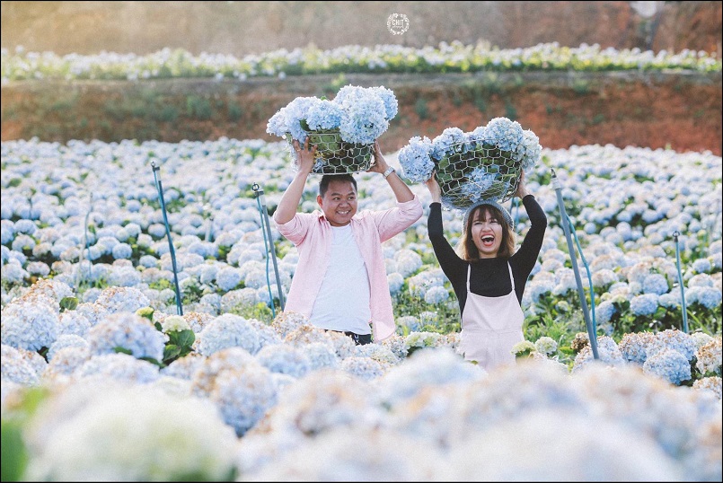 Top 10 địa điểm trồng hoa ở Đà Lạt đẹp ngây ngất cho hội sống ảo 2