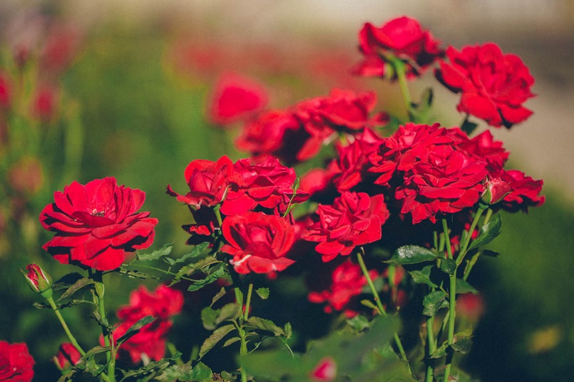Top 10 địa điểm trồng hoa ở Đà Lạt đẹp ngây ngất cho hội sống ảo 9