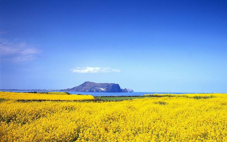 Đảo Jeju 