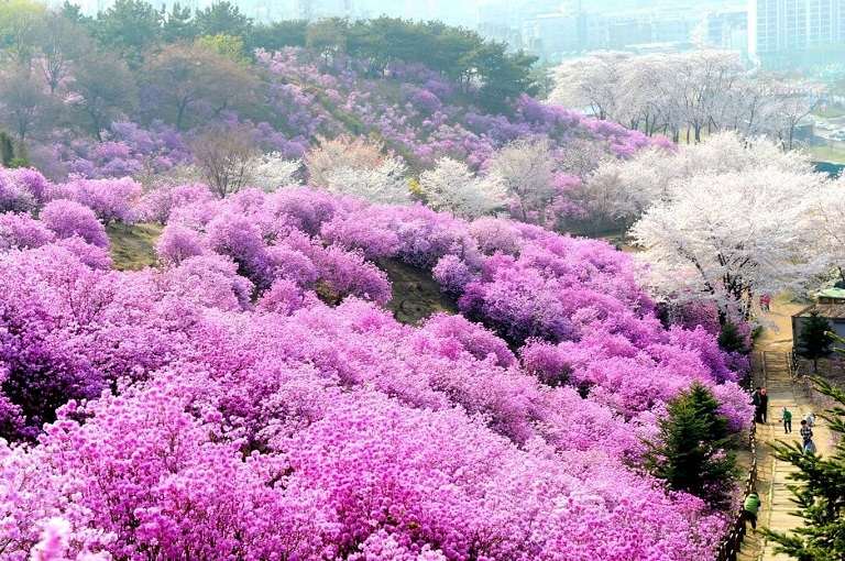 Mùa Xuân trên đảo Jeju 