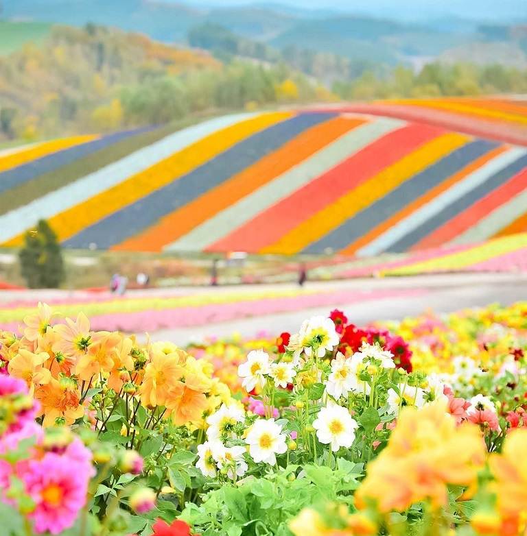 Vườn hoa Shikisai-no-oka - Địa điểm du lịch Nhật Bản