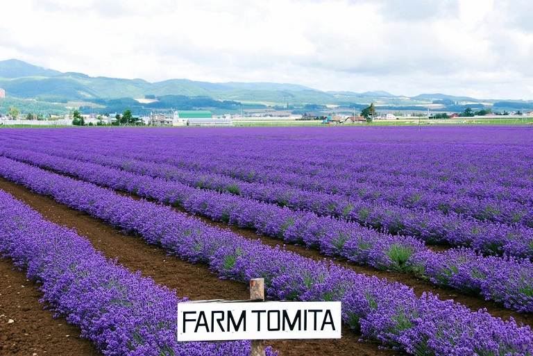 Cánh đồng hoa Lavender tại nông trại Tomita 
