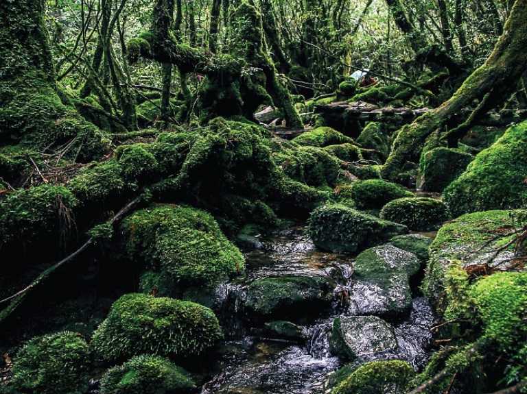 Những điều bí ẩn trong khu rừng tại Yukushima