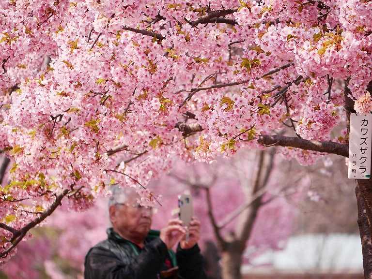 Mỗi địa điểm ngắm hoa Anh Đào ở Nhật Bản sẽ có thời gian nở hoa khác nhau