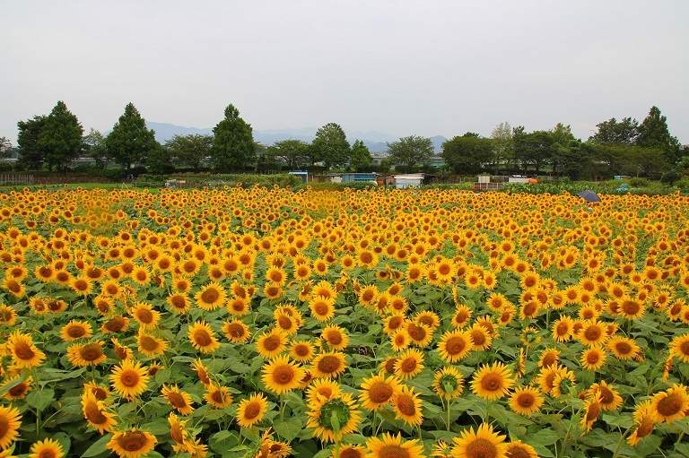Cánh đồng hoa hướng dương ở Hokkaido - Du lịch Hokkaido